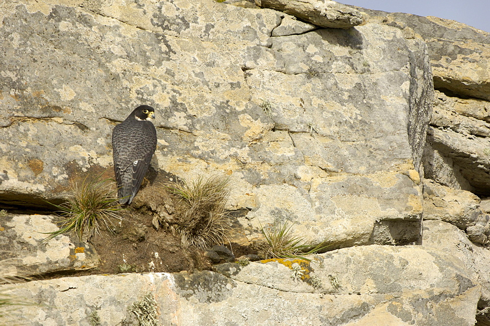 Cassins peregrine falcon (falco peregrinus cassini) new island, falkland islands, perched on cliff face.