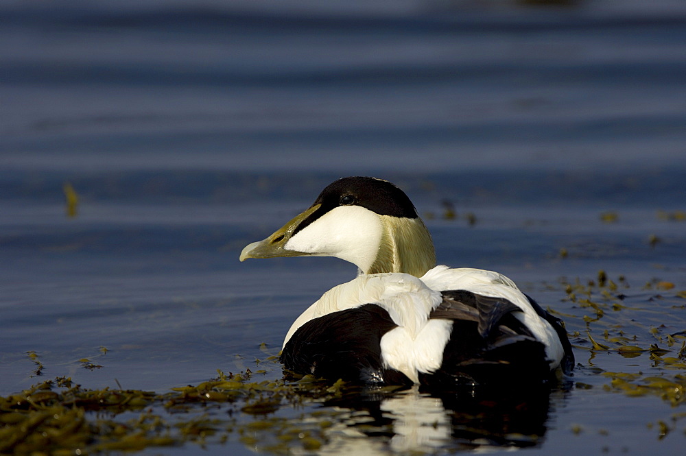 Eider duck (somateria molissima), northumberland, uk, drake resting on water.