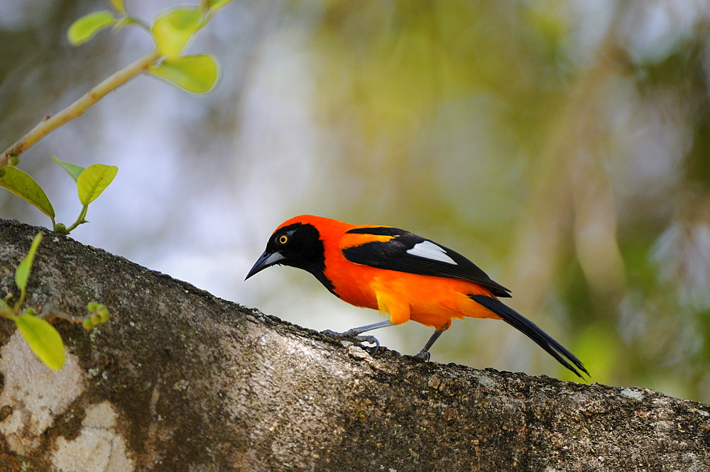 Common troupial oriole (icterus icterus) on tree branch looking for food, pantanal, brazil