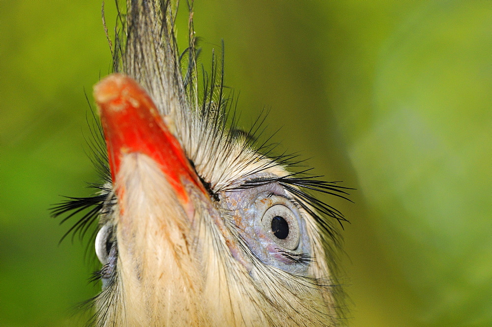 Red,legged seriema (cariama cristata) close,up of head showing eyes, captive, brazil.