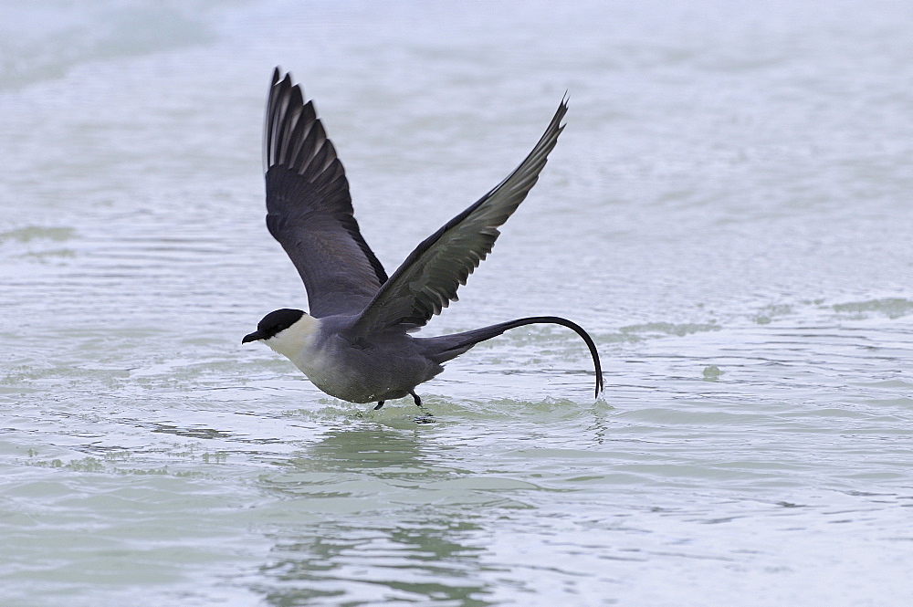 Long-tailed skua (stercorarius longicaudus) taking flight from surface of water, varanger, norway  