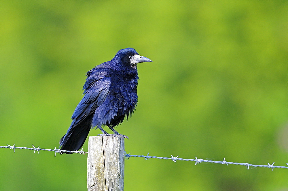 Rook (corvus frugilegus) perched on fence post, oxfordshire, uk  