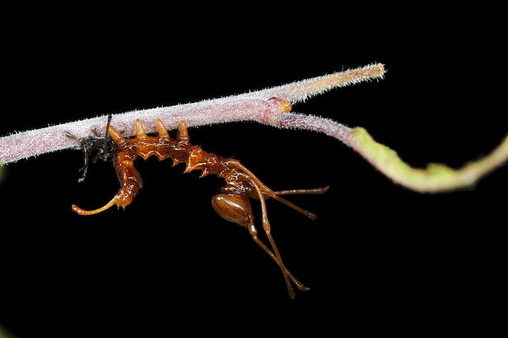 Lobster moth (stauropus fagi) second instar larva, just emerged from old larval skin, ant mimic, oxfordshire, uk  