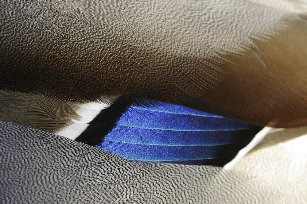 Mallard (anas platyrhynchos) drake, close-up of blue wing feathers, oxfordshire, uk