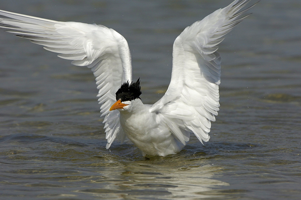 Royal tern (sterna maxima) florida, usa, about to take off from water.