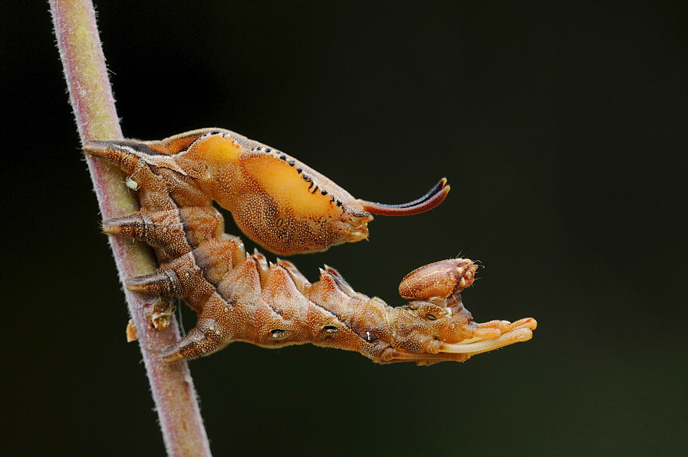 Lobster moth (stauropus fagi) full grown larva at rest, oxfordshire, uk  