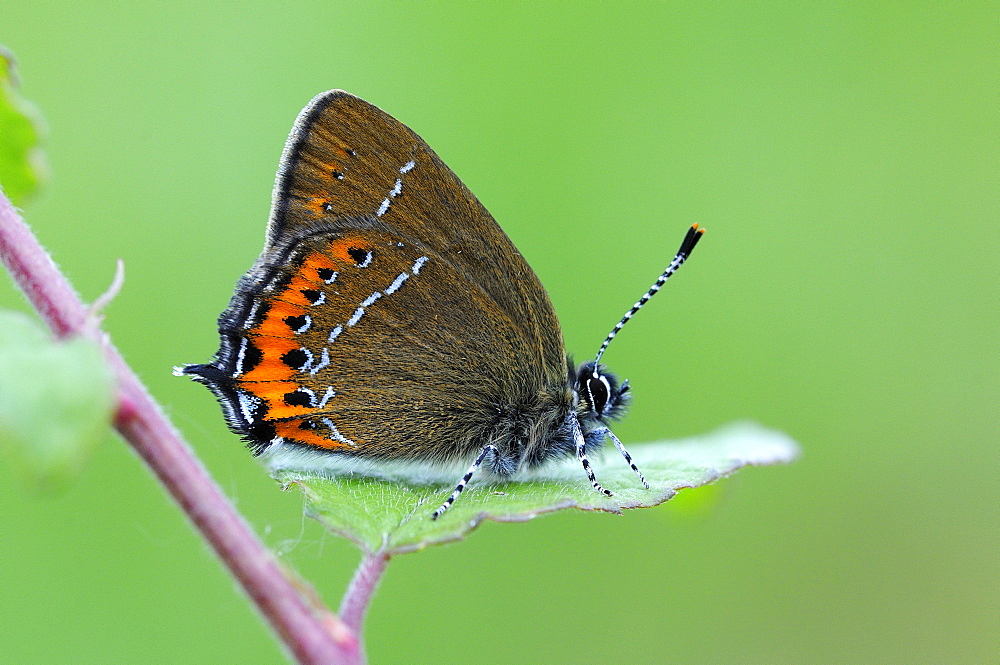 Black hairstreak butterfly (satyrium pruni) adult at rest on blackthorn leaf, uk  