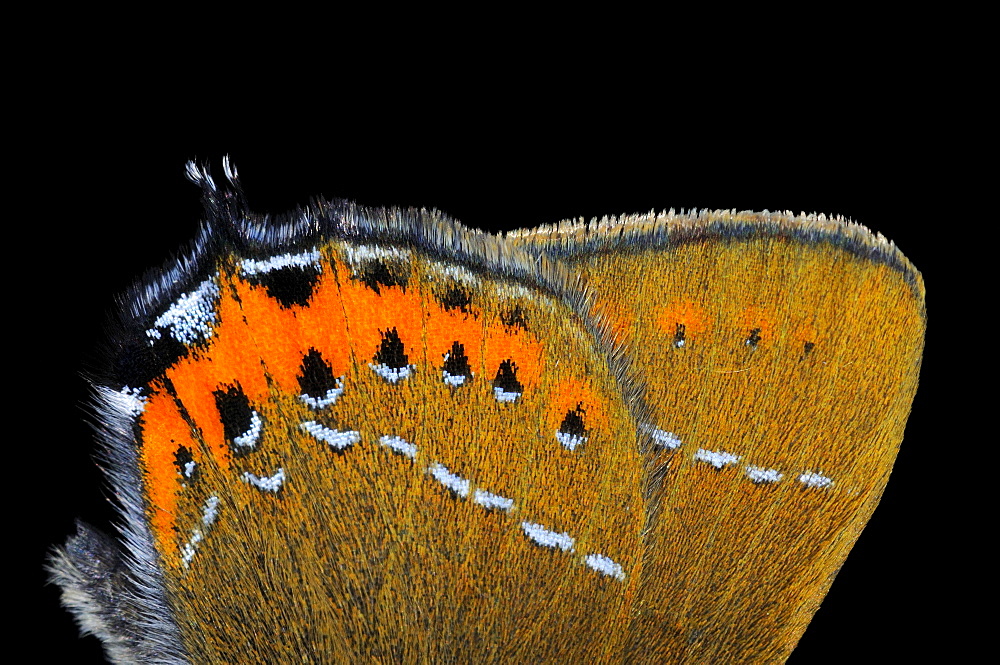 Black hairstreak butterfly (satyrium pruni) close-up view of underside of wings, uk  