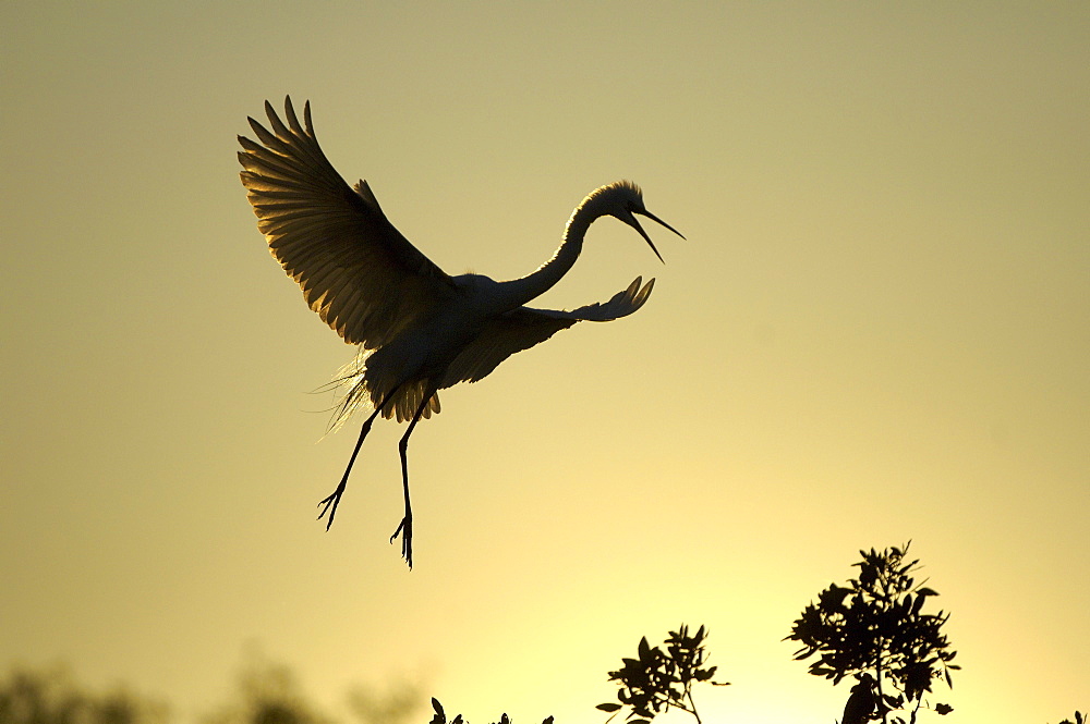 Great white egret (casmerodius alba) florida, usa, adult about to land at sunset.