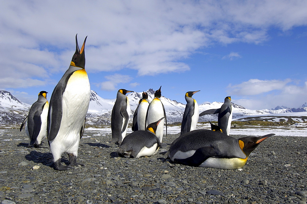 King penguins (aptenodytes patagonicus) fortuna bay, south georgia, group in snowy mountainous landscape.