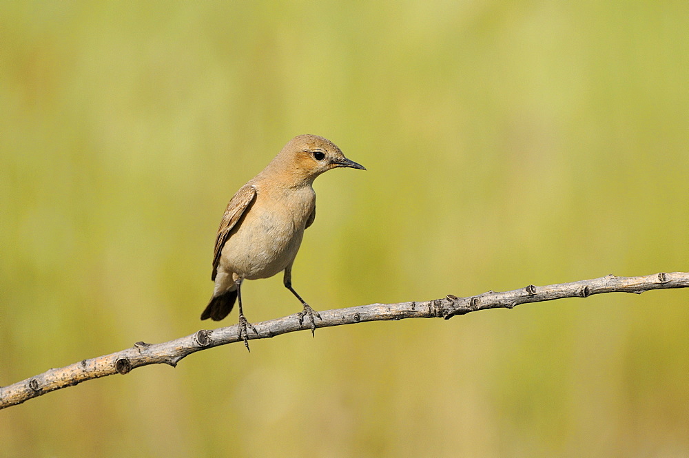 Isabelline Wheatear (Oenanthe isabellina) perched on branch, Bulgaria