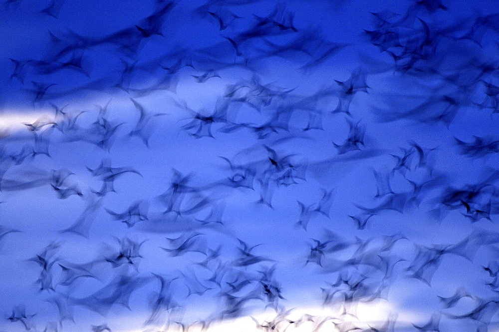 Straw-coloured fruit bat (eidolon helvum) kasanka national park, zambia, flock in flight, abstract image