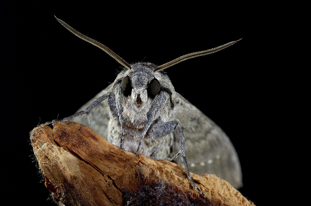 Convolvulus hawkmoth (agrius convolvuli) close-up of head and antennae, uk