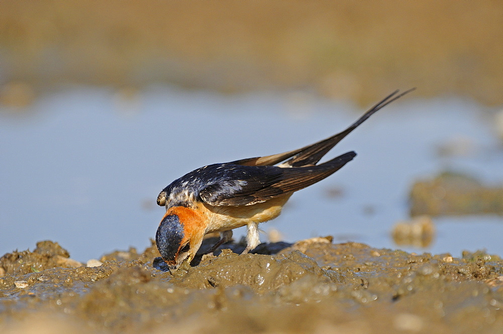 Red-rumped Swallow ( Hirundo daurica) gathering mud for nest building, Bulgaria