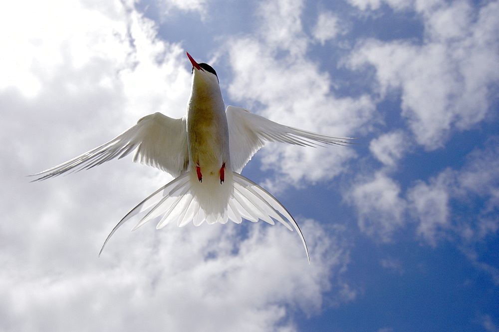 Arctic tern (sterna paradisaea), farne islands, uk, in flight