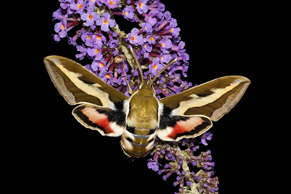 Bedstraw hawkmoth (hyles gallii) resting on buddleia flower, oxfordshire, uk