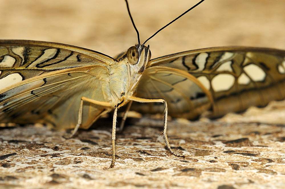 Clipper butterfly (parthenos sylvia) close-up, captive, native to south east asia