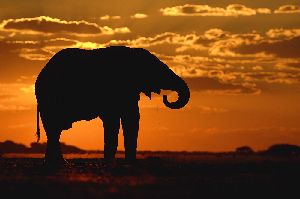 African elephant. Loxodonta africana. Sihouette,drinking at sunset. Savuti, botswana