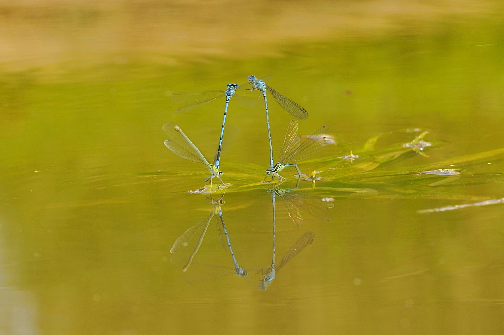 Common blue damselfly (enallagma cyathigerum) egg laying on water surface, oxfordshire, uk  