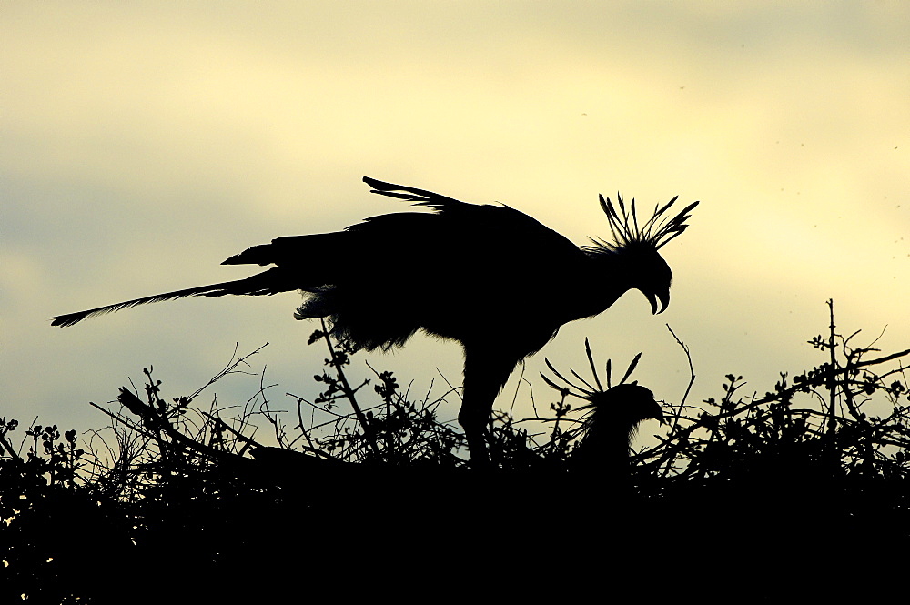 Secretarybird (sagittarius serpentarius) masai mara, kenya, male and female on nest, in silhouette at sunset.