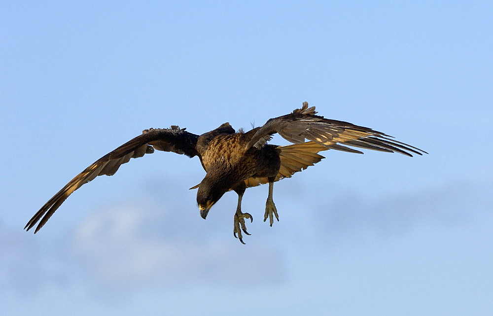 Striated caracara (phalcoboenus australis) new island, falkland islands, in flight, about to land.