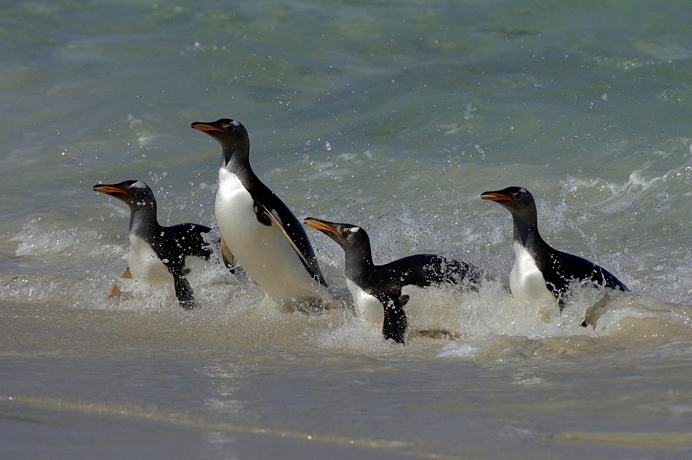 Gentoo penguin (pygoscelis papua) new island, falkland islands, coming ashore through the surf.