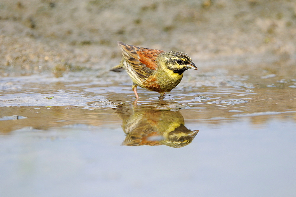 Cirl Bunting (Emberiza cirlus) male standing in pool of water, Bulgaria