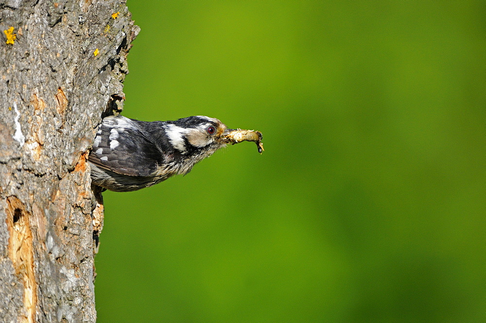 Lesser Spotted Woodpecker (Dendrocopos minor) female leaving nest hole with debris, Bulgaria