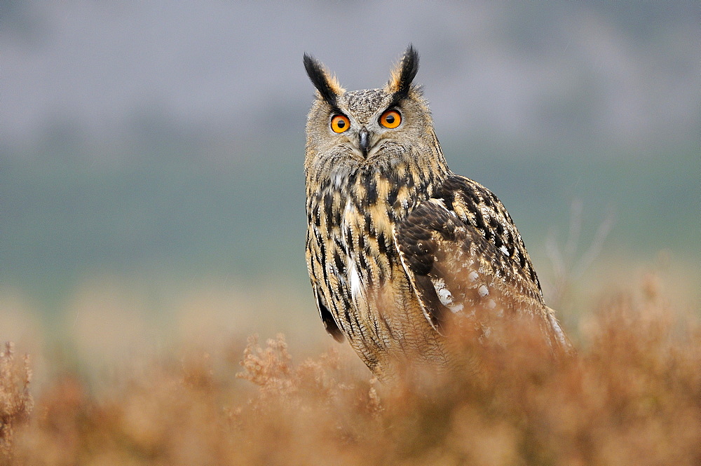 European eagle owl (bubo bubo) perched in heather, looking alert, scotland, captive