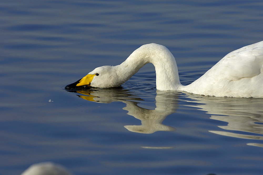 Whooper swan (cygnus cygnus) feeding at water surface, martin mere, uk