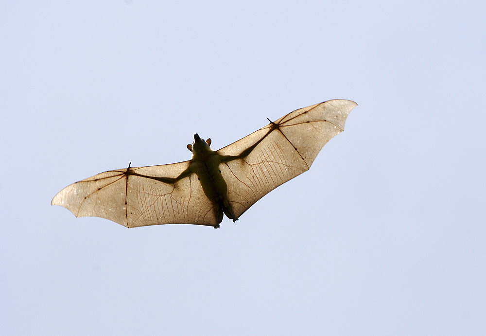 Straw-coloured fruit bat (eidolon helvum) kasanka  park, zambia, in flight, view from below, wings outstretched.