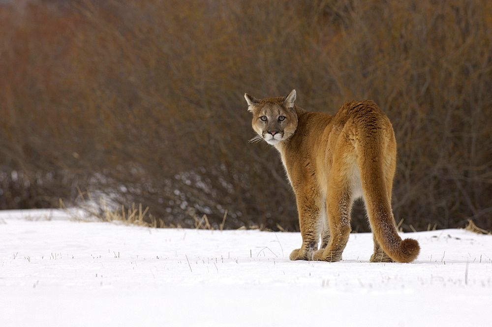 Puma or mountain lion (felis concolor) standing on snow looking back, captive.