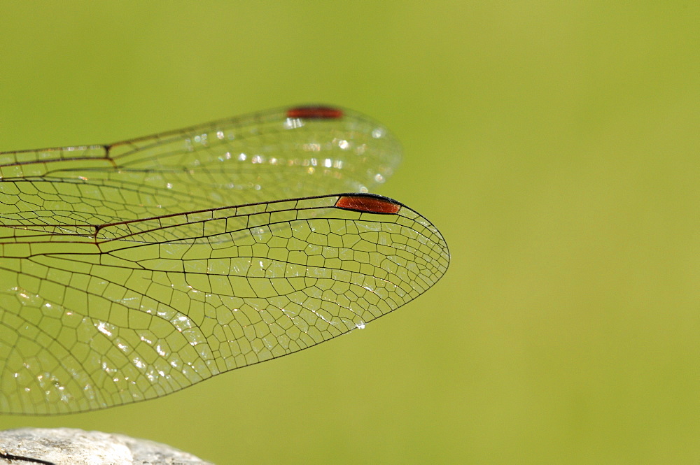 Common darter dragonfly (sympetrum striolatum) close-up of male wing detail, oxfordshire, uk  