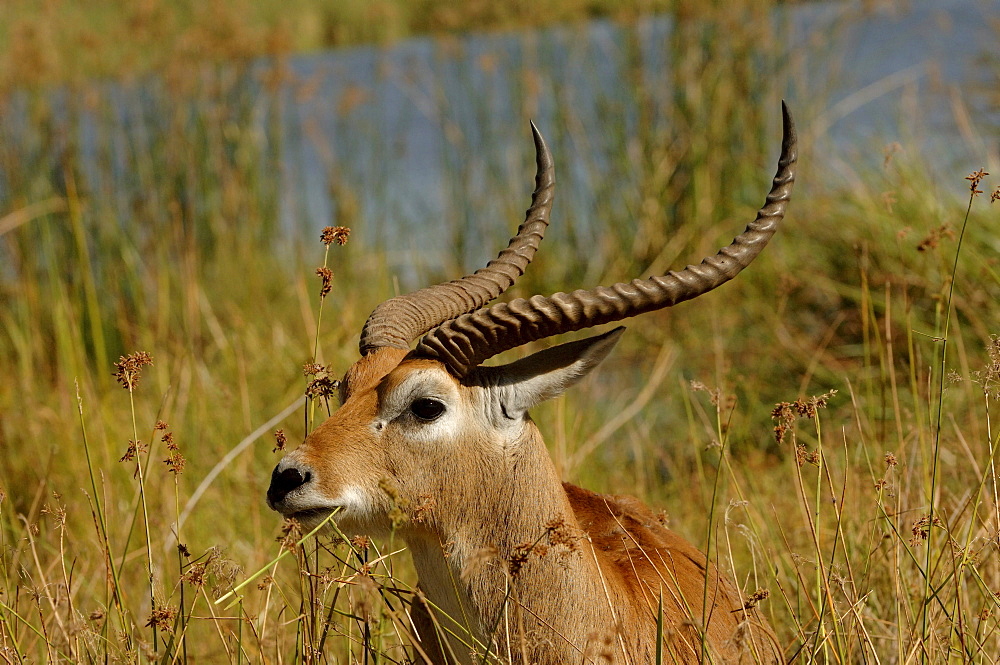 Male red lechwe. Kobus leche leche. Chobe, botswana