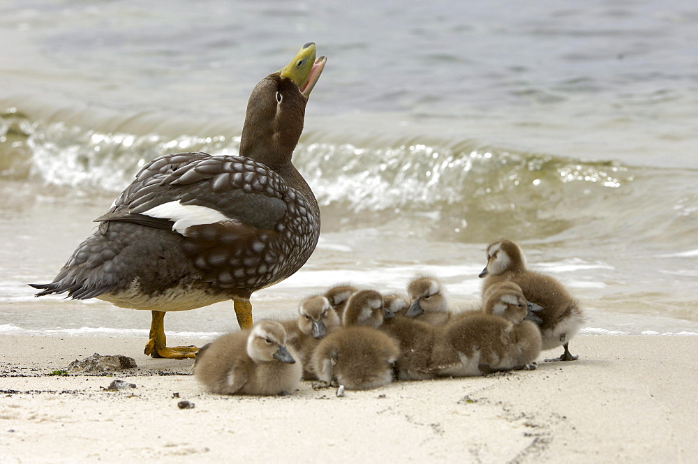 Flightless steamer duck (tachyceres brachypterus) new island, falkland islands, mother calling, with group of chicks sat on beach.