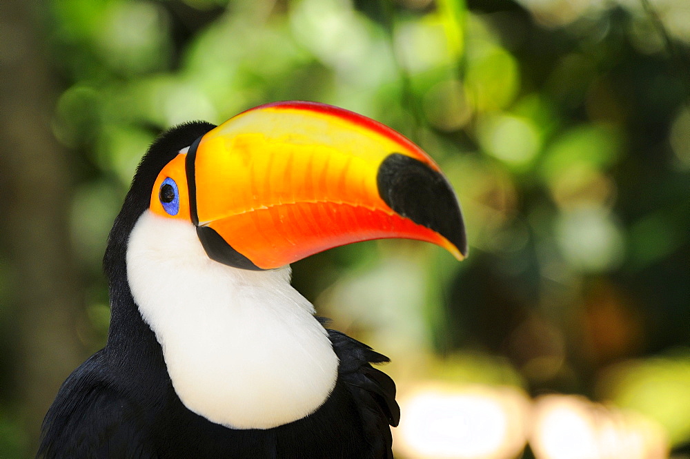 Toco toucan (ramphastos toco) iguacu, brazil