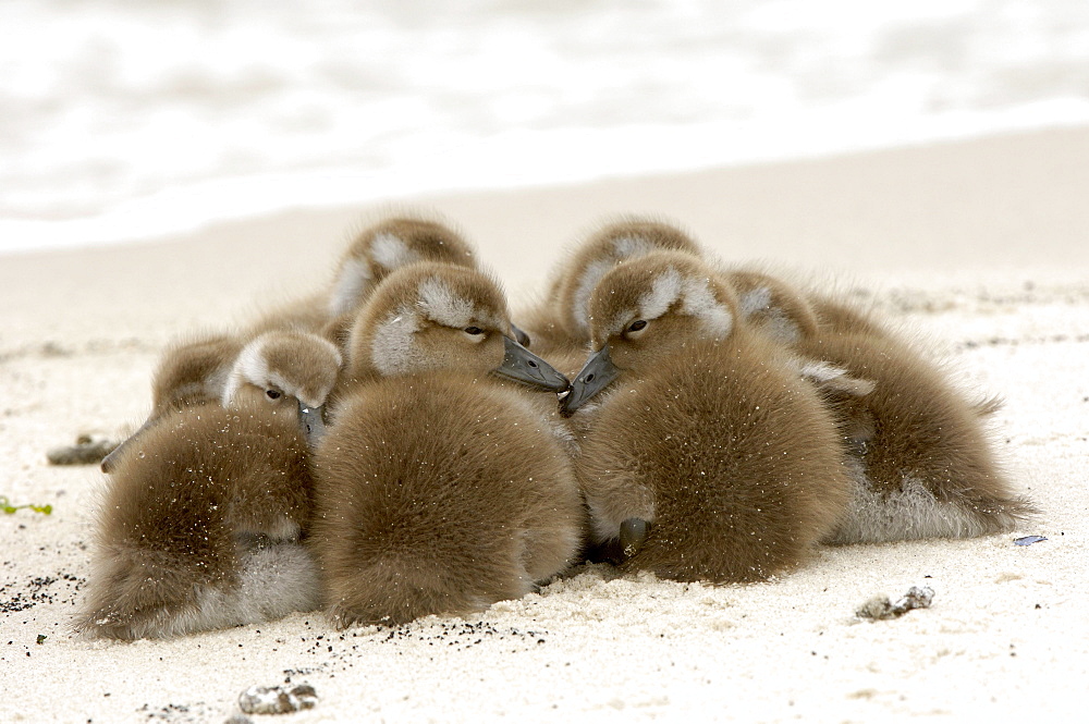 Flightless steamer duck (tachyceres brachypterus) new island, falkland islands, group of chicks huddled together on the beach.