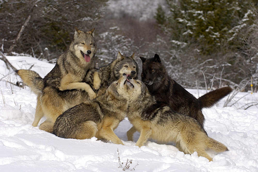 Pack of timber wolves (canis lupus) asserting hierarchy, captive