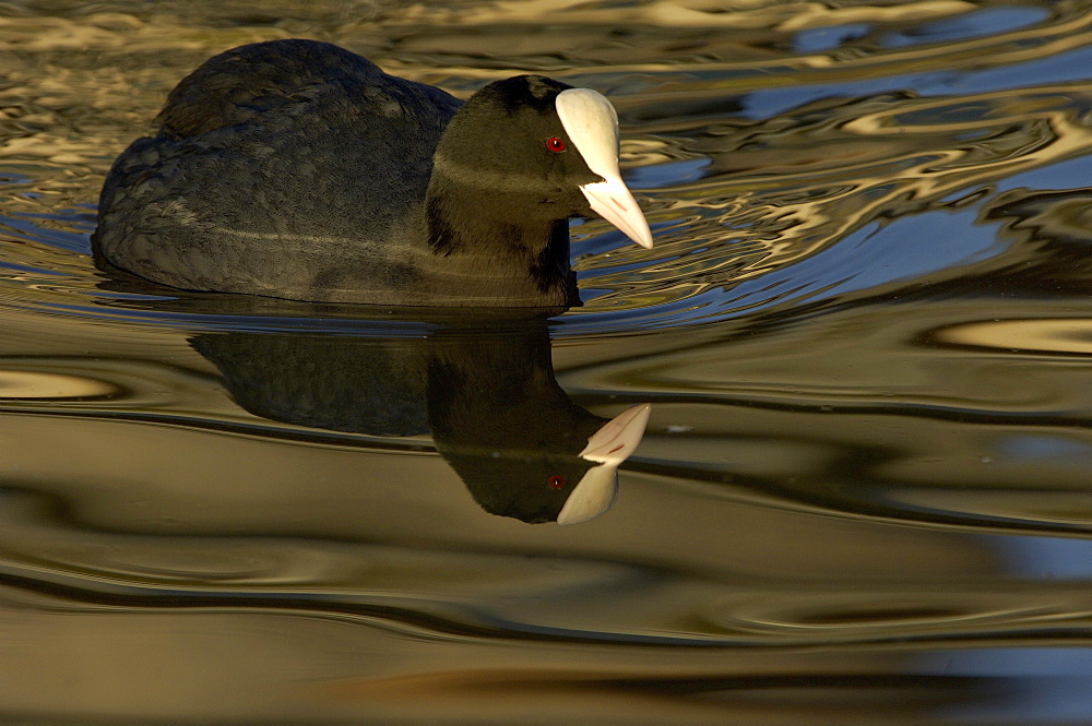 Fulica. Swimming reflection, uk