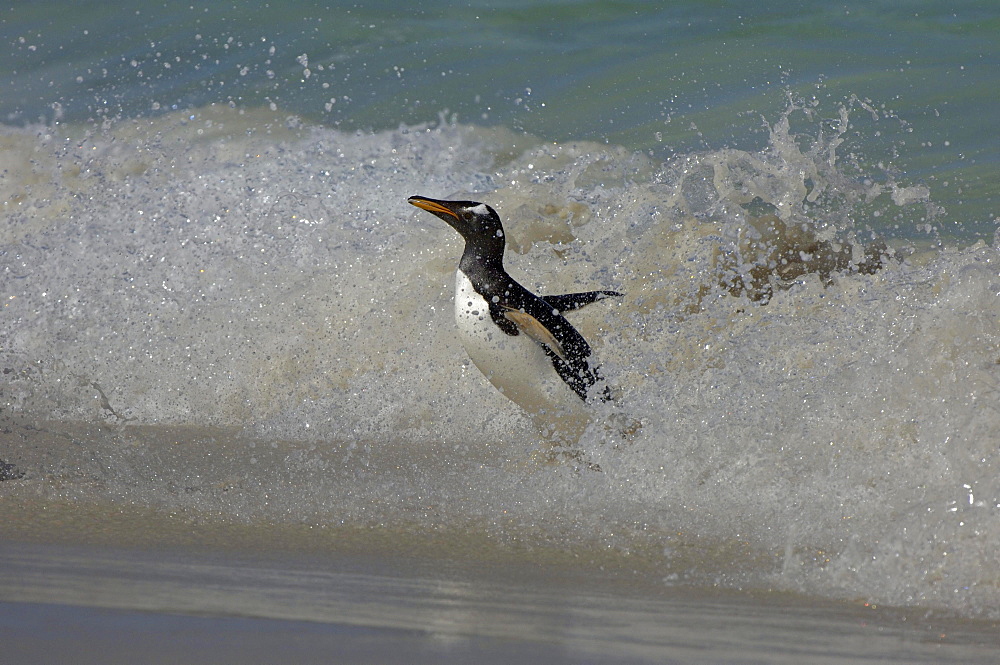 Gentoo penguin (pygoscelis papua) new island, falkland islands, rushing through the surf onto the beach.