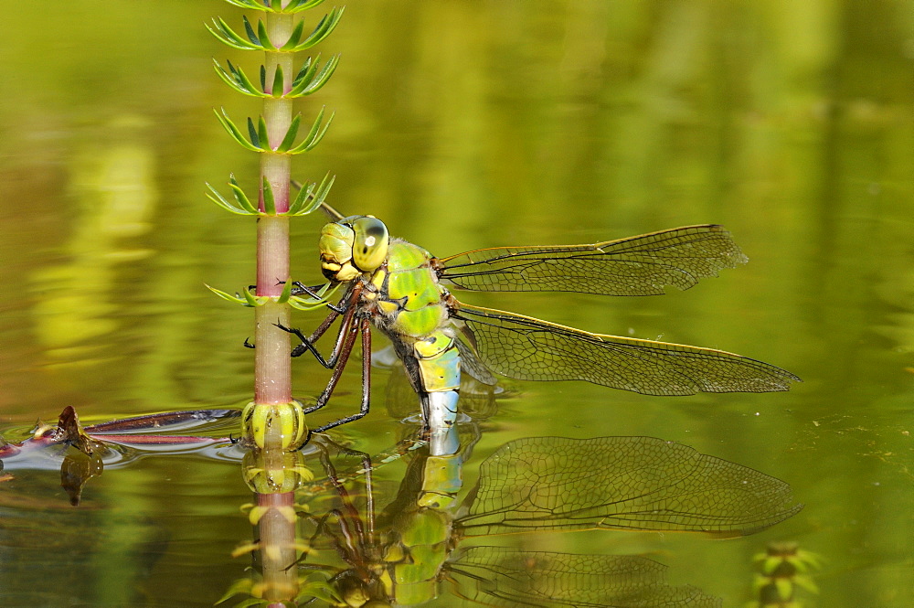 Emperor dragonfly (anax imperator) female laying eggs in aquatic vegetation, oxfordshire, uk  