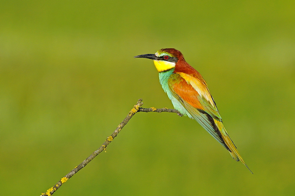 European Bee-eater (Merops apiaster) perched on twig, Bulgaria