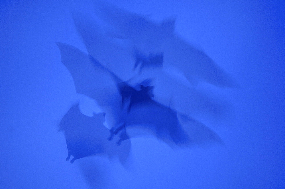 Straw-coloured fruit bat (eidolon helvum) kasanka national park, zambia, in flight, abstract image