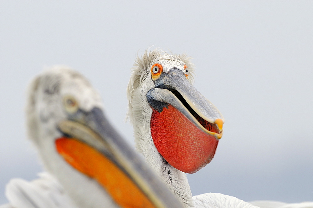 Dalmatian pelican (pelecanus crispus) portrait of adult in breeding pluamge, bill pouch extended, lake kerkini, greece  