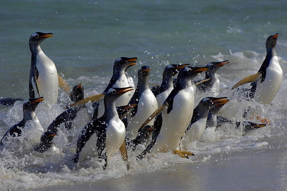 Gentoo penguin (pygoscelis papua) new island, falkland islands, group coming ashore through the surf.