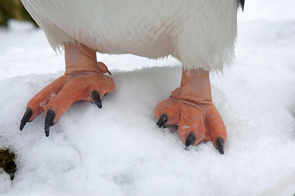 Gentoo penguin (pygoscelis papua) ocean harbour, south georgia, standing on snow, close-up of feet.