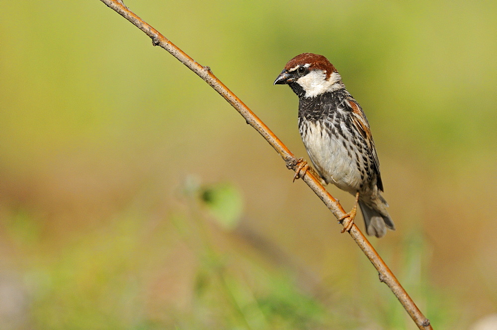 Spanish Sparrow (Passer hispaniolensis) perched on branch, Bulgaria