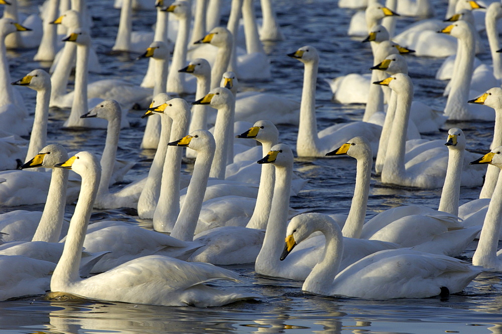 Whooper swans (cygnus cygnus) herd on water, martin mere, uk