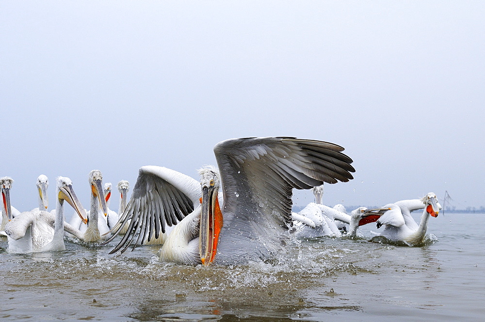 Dalmatian pelican (pelecanus crispus) catching fish, lake kerkini, greece  