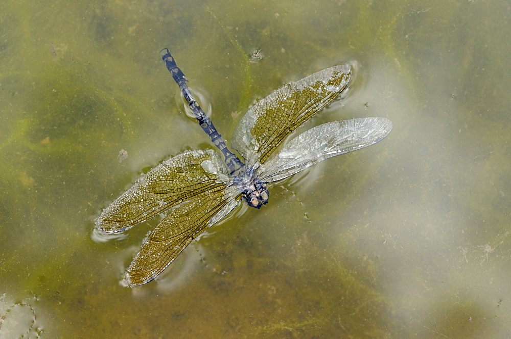 Common darter dragonfly (sympetrum striolatum) dead adult floating on water, oxfordshire, uk